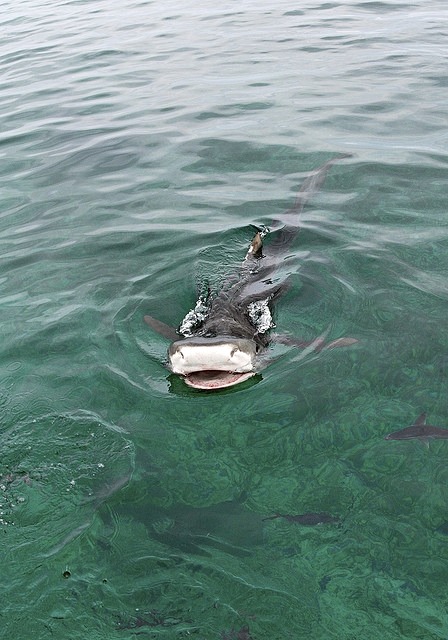 thelovelyseas:  2006 Bahamas 01239 by John porn pictures