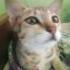 mello0cat