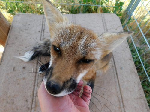 Two sweet, very loving vixens show their affection to facility visitors, my brother and I, making ha