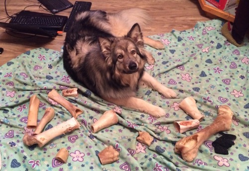 despazito:my dog has a favourite blanket in the living room he keeps all his bones on