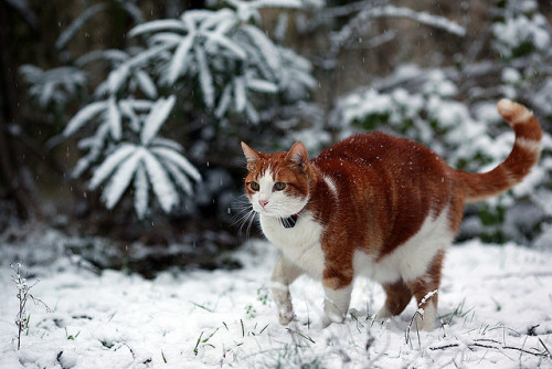 wintertiming:cats in the snow #7 by pedrofp on Flickr.