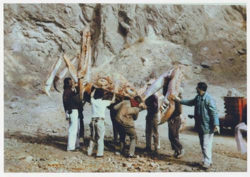 ghostsareassholes:  Rare color photos taken behind the scenes during the making of “Attack of the Crab Monsters”! These were recently posted on Facebook by Fred Olen Ray. 