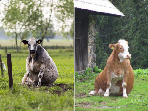 babyanimalgifs: Cows sitting like dogs. That is all. Please enjoy. via @sadanduseless