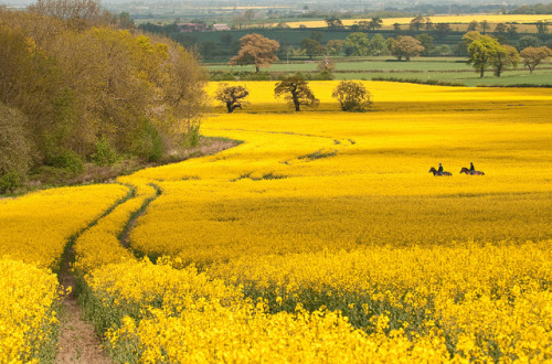 BELVOIR by wilsonaxpe on Flickr.
