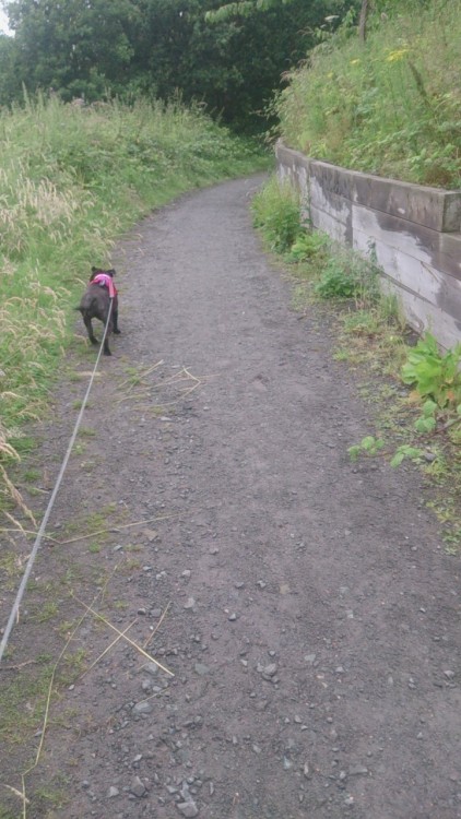 Me and millie went exploring behind my house again! 