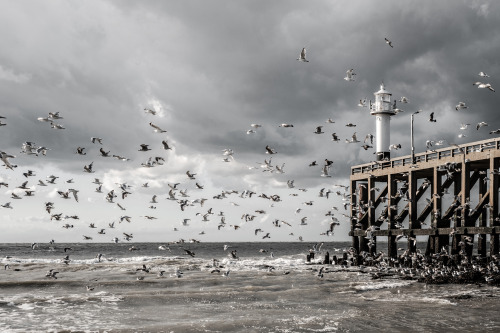 unframedpictures - Seagulls, shot in De Haan last September, by...