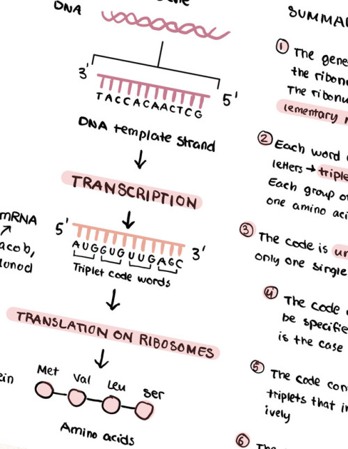 Some tablet notes on RNA transcription and processing