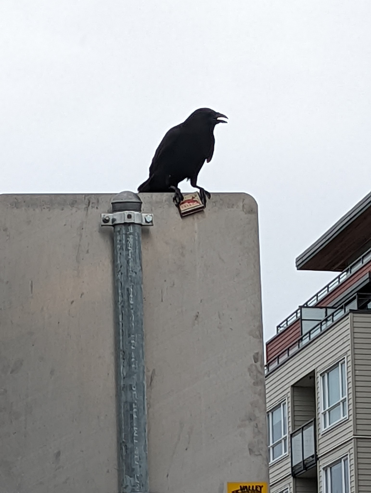 mango-habanero-autism-deactivat:This is the best photo I’ve ever taken, I managed to capture one of a crow holding a box of matches. Big trickster energy 