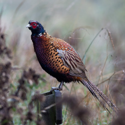 zerudaswonderland:  Pheasant by &ldquo;Clare&rdquo; on Flickr.   That&rsquo;s some good eatin, right there!