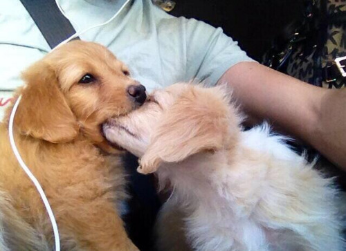 tastefullyoffensive:  It started out as a kiss, how did it end up like this… 