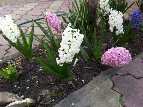 Au înflorit zambilele și au înveselit toată curtea♡ My mornings smell like spring! :D - feeling won