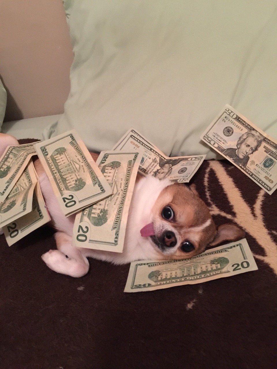 lovegxld:  this is THE MONEY DOG reblog in 10 sec to share good luck  LOVE GXLD