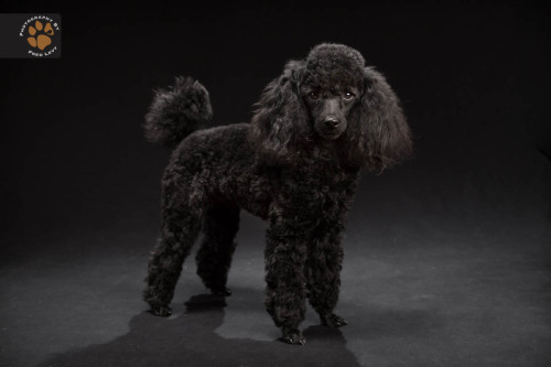 Patrick - Toy Poodle:When we first met Patrick, he had a show haircut and looked like a lion—we were