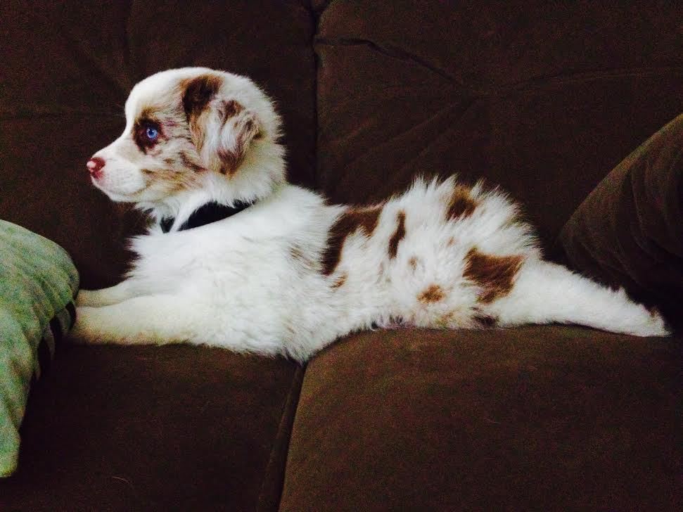 awwww-cute:  Finally got to bring home my new Aussie pup 