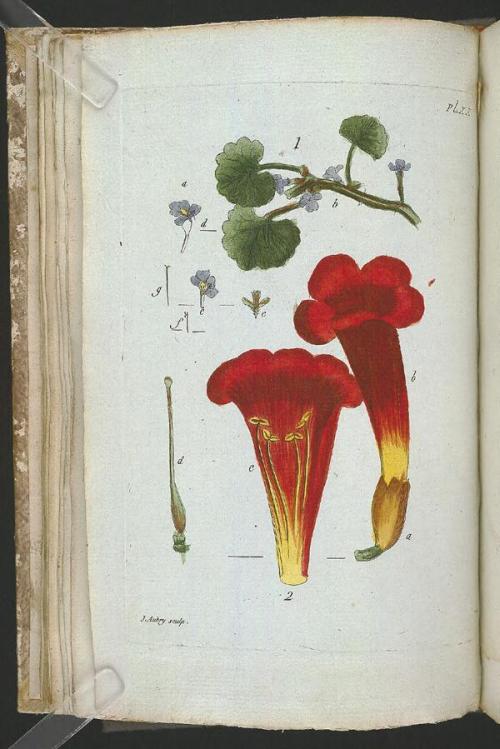 heaveninawildflower:Botanical illustrations taken from ‘Recueil de Plantes Coloriees’ by