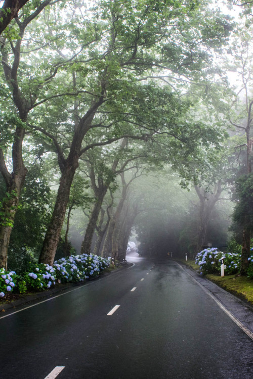 ponderation:  São Miguel Island Myst by ijpphoto 