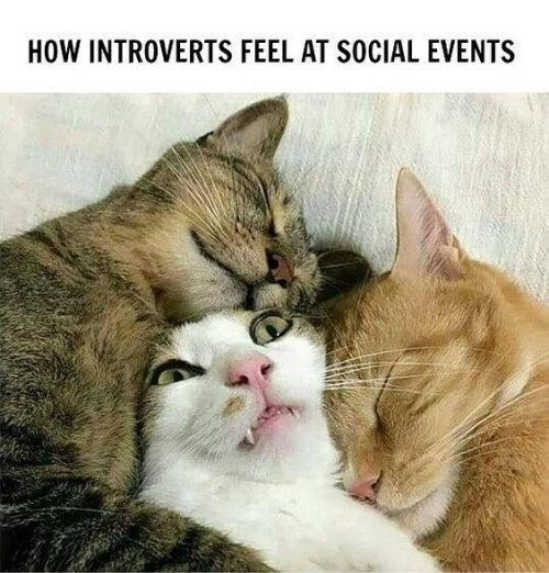 Introvert Nation