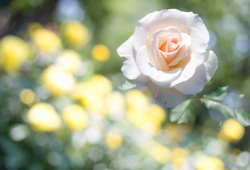 今年の写真展で展示した作品たち。テーマは「花」。紫陽花と桜なんて完全に同じ構図になっちゃってるけれども、あまりにも今年は撮れ高が無さすぎて、もう清水の舞台から飛び降りる…というより落下す