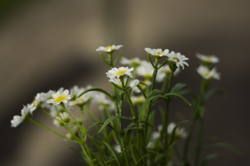 I bought myself a Helios 44-2 lens (because my friend Aidan bought one and I was extremely jealous o