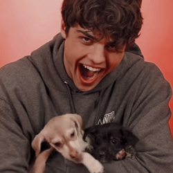 iconseriezs:noah centineo playing with puppies icons ♡like if you saved© idgafrary on twitter