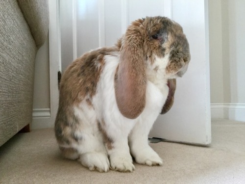 Never thought a rabbit could look disdainful…I was wrong.