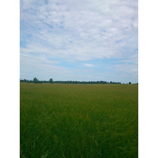#Barley #field &amp; #sky ☁ now   Шашлычно-огородный день.