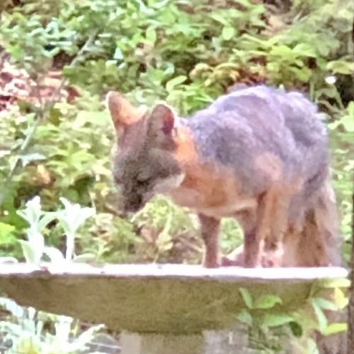 Mama fox getting a drink, watching babies from the hill