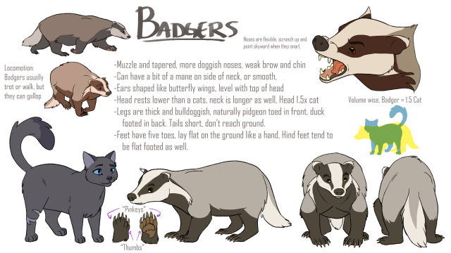 Midnight the Badger