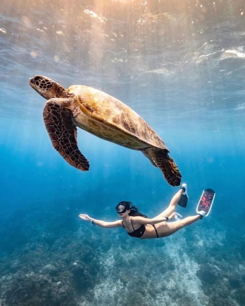 beautifulReposted from @__anniebaby Diving with sea turtle@jim1426‍♀️ @__anniebaby follow us