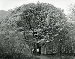 yama-bato:   Kozo MiyoshiSakura 