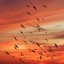 theaviaryavians