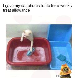 melonmemes:  Put that kitty to work