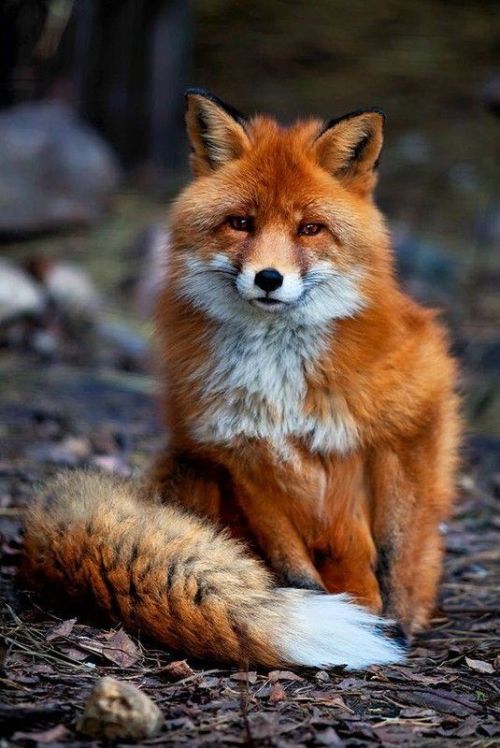 earthlynation:  Red Fox. Source