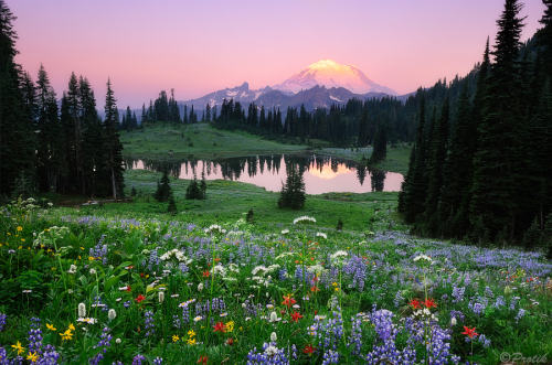 Sex drxgonfly:Mount Rainier, Washington (by  pictures