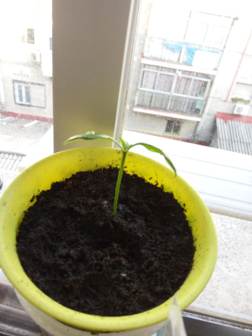 19/May/2016My little greenhouse on the balcony! In the purple seedbed there is basil, look how much 