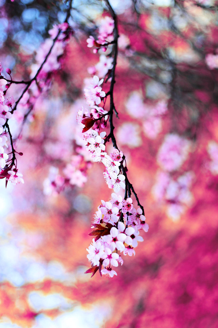 intotheclearing:  by Patrycja Racz 