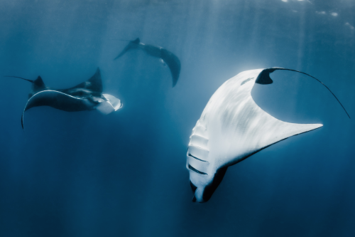 nubbsgalore: photos by thomas peschak and shawn heinrichs from the world’s largest sanctuary for man