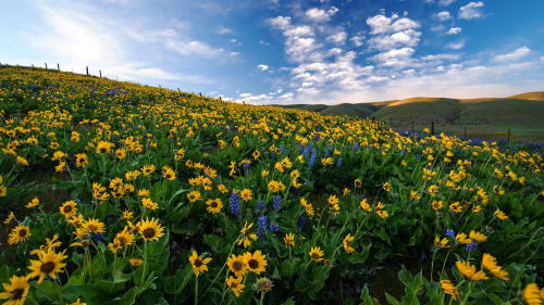 vacilandoelmundo: Columbia Hills State Park, Washington, United States