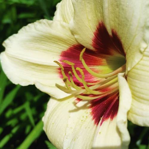 #spring #flower #lily #yellow #purple #nature #beauty #lawrenceks #lawrencekansas #lfk #onadogwalk (