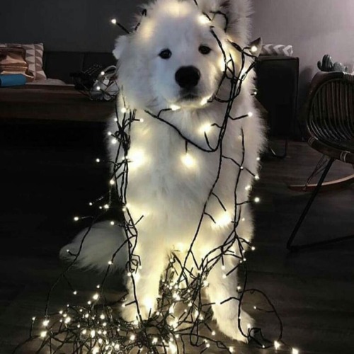 charmingoals: charmingoals