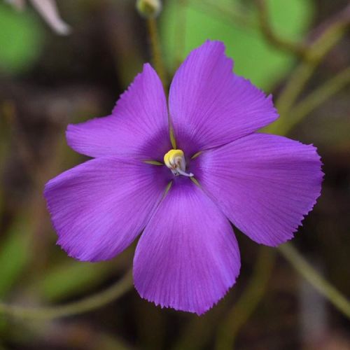 jeremiahsplants:Bybilis, also know as the Rainbow Plant has some of the showiest flowers of any Carn