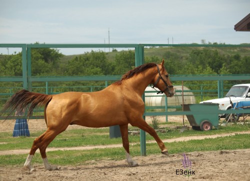 russianhorses:Don Horse stallion Grebok (”A stroke of the oar“)