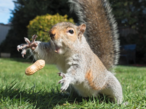 hobbitsaarebas: awesome-picz: Adorable Pics To Celebrate Squirrel Appreciation Day. the giraffe imag