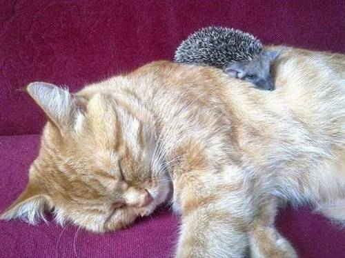 blackmorgan:  Mama ginger kitty adopts four orphaned baby hedgehogs after their mother dies, and raises them alongside her own kitten. INature 