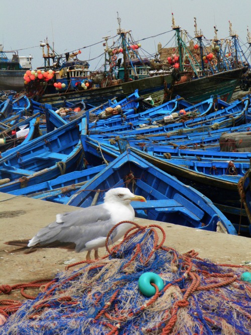 Essaouira, Morocco. Gull amidst the boats.