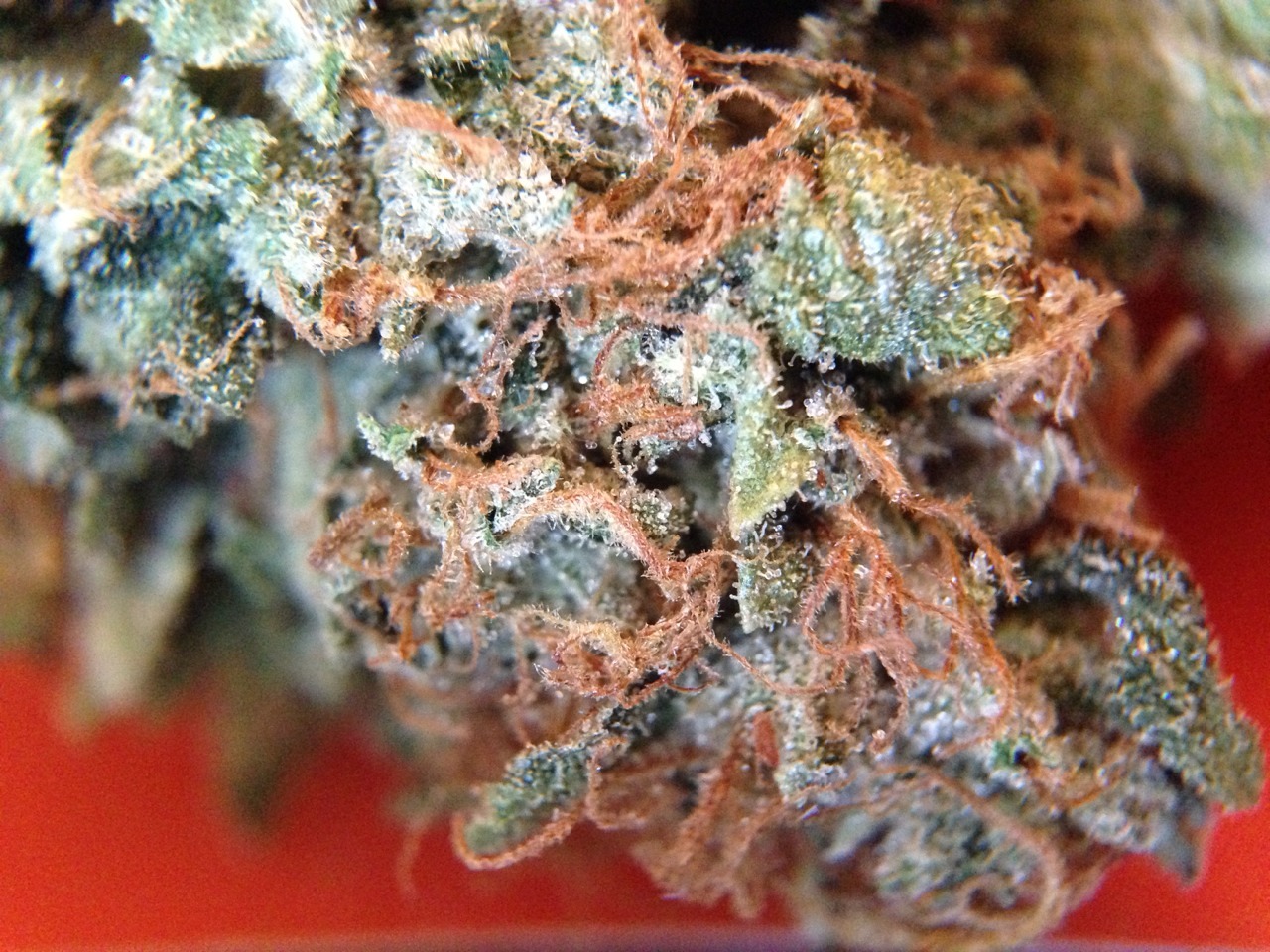 mamaakush:  Sour Diesel.