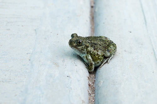 toadschooled: This Mexican spadefoot toad [Spea multiplicata] appears guilty of something, but I’m n