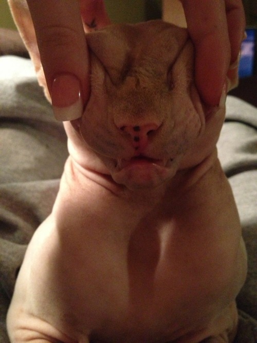 wrinklepaws: maracaja127: wrinklepaws:  Snort: Man of Many Faces  that cat’s face looks like s