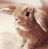 balfie:  The things i love most | Bunnies 