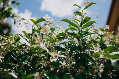 Got bored in the backyard so I took a few photos of these little flowers(@pattohara)